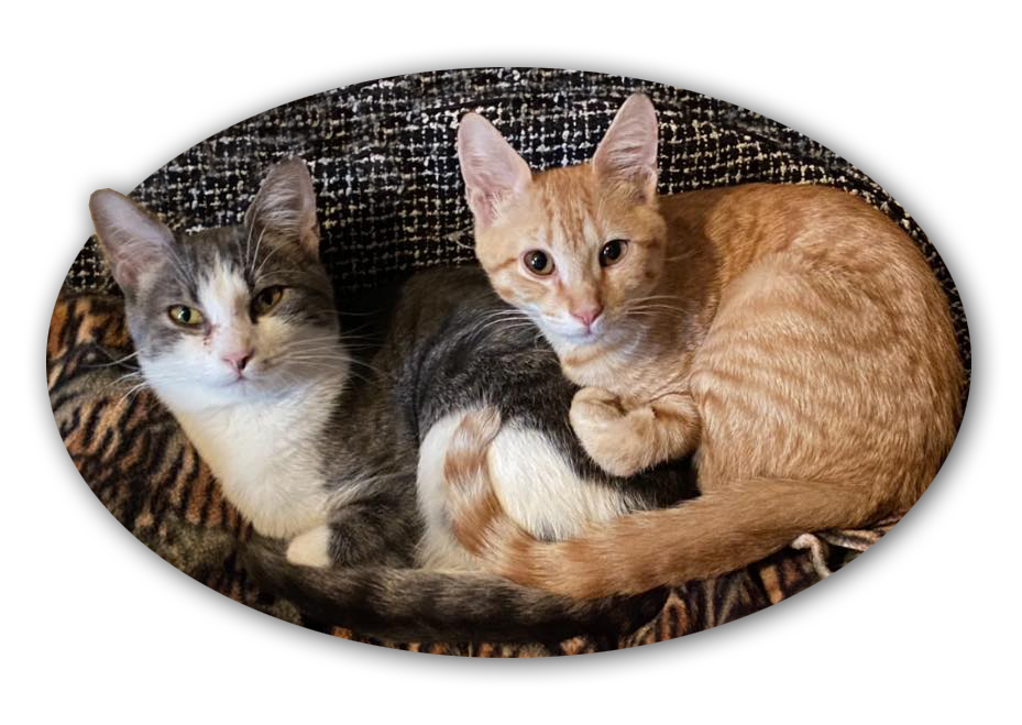 kittybed2